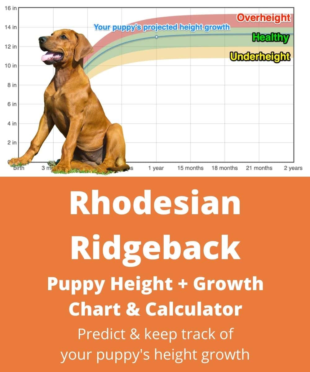 rhodesian-ridgeback Puppy height Growth Chart